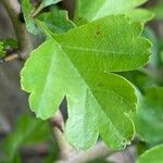 Crataegus laevigata Fuelha