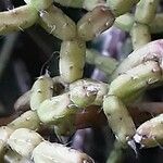 Rhipsalis cereuscula Hoja