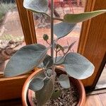 Kalanchoe orgyalis برگ