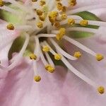 Prunus dulcis Flor