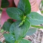 Spigelia anthelmia Blad