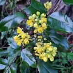 Mahonia aquifolium Flower