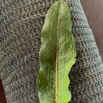 Rumex patientia Blatt