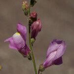Antirrhinum litigiosum Квітка