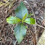 Hydrangea barbara Leaf