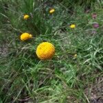 Leucanthemum virgatum 花