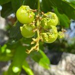 Byrsonima crassifolia Fruit