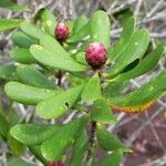 Melaleuca pancheri 整株植物