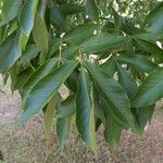 Carya ovata Leaf