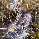 Eryngium bourgatiiFrucht