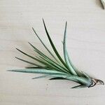 Tillandsia ionanthaFoglia