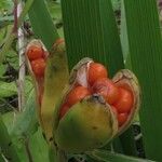 Iris foetidissima ഫലം