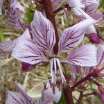 Dictamnus albus Flower