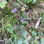 Clinopodium nepetaFlower