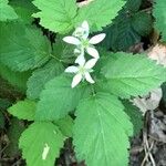 Rubus ursinus 花