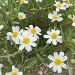 Melampodium leucanthum Цвят