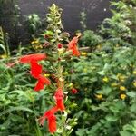 Salvia coccineaFlower