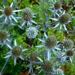 Eryngium planum অভ্যাস