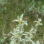 Elaeagnus commutata Blad