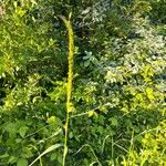 Elymus caninus പുഷ്പം