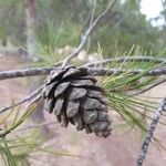 Pinus halepensis Fruto