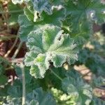 Pelargonium capitatum Leaf