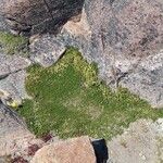 Azorella monantha Habit