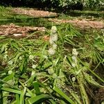 Sparganium emersum Blomma