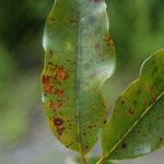 Syzygium borbonicum Leaf