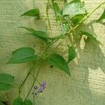 Solanum dulcamara Cortiza