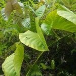 Dioscorea bulbifera Лист