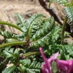 Pedicularis verticillata Leaf