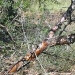 Vachellia exuvialis Tervik taim