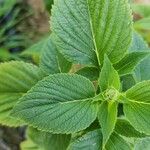 Salvia hispanica List