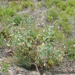 Lepechinia ganderi Habit