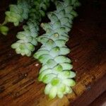 Sedum burrito叶