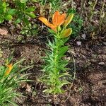 Lilium bulbiferum Hábitos