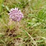 Allium lineare Kvet