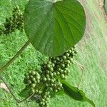 Vitis tiliifolia List