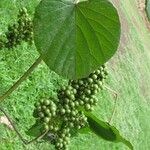 Vitis tiliifolia 葉