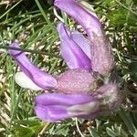 Astragalus vesicarius Flower