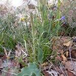 Scorzonera austriaca Habit