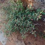 Indigofera colutea Συνήθη χαρακτηριστικά