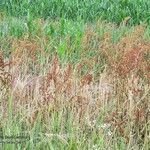 Rumex rugosus Plod