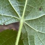 Tilia platyphyllos Leaf