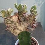 Euphorbia lactea List