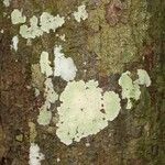 Pachira dolichocalyx Bark
