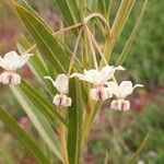 Gomphocarpus fruticosus Λουλούδι