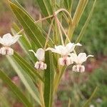 Gomphocarpus fruticosus Kvet