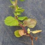 Veronica arvensis Leaf